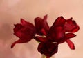 red wilting tulip bud on pink background Royalty Free Stock Photo