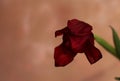 red wilting tulip bud on pink background Royalty Free Stock Photo