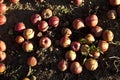 Red windfall apples