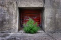 Red Window Green Weed Plant Growing Concrete Royalty Free Stock Photo