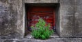 Red Window Green Weed Plant Growing Concrete Royalty Free Stock Photo