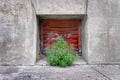 Red Window Green Weed Plant Growing Concrete Royalty Free Stock Photo
