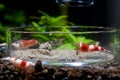 Red wine dwarf shrimp eat food in glass plate with other shrimp in fresh water aquarium tank