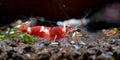 Red wine dwarf shrimp look for food on aquatic soil with other aquarium shrimp in fresh water aquarium tank. This shrimp is a