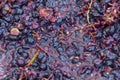 Red wine in the fermentation process concept - making red wine at home textured Royalty Free Stock Photo