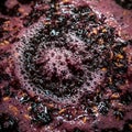 Red Wine Fermentation Process in Oak Barrel Royalty Free Stock Photo