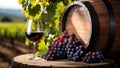 Red wine glass with grapes and wooden barrel in sunlit vineyard background