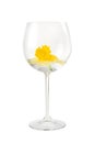 Red Wine Glass With Narcissus Flower