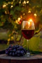 red wine in glass and ripe bunch of grapes on wooden barrel with vineyard