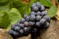 Red wine grape Royalty Free Stock Photo