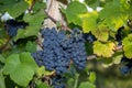 Red wine grape blue Pinot Noir Royalty Free Stock Photo