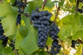 Red wine grape blue Pinot Noir Royalty Free Stock Photo