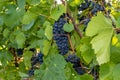 Red wine grape blue Pinot Noir Royalty Free Stock Photo