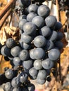 Red wine grape close up photo. Vine branch in autumn Royalty Free Stock Photo