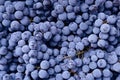 Red wine grape. Dark grapes background. Isabella grape. Blue grapes. Grape vine. Royalty Free Stock Photo