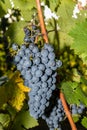 Red wine grape Dornfelder