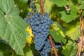 Red wine grape Dornfelder