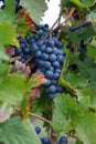 Red wine grape Royalty Free Stock Photo