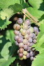 Red wine grape - Grappolo di uva nera