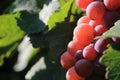 Red wine grape Royalty Free Stock Photo