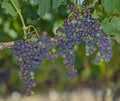 Red Wine Grapes