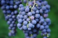 Red wine grapes Royalty Free Stock Photo