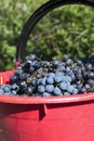 Red wine grapes Royalty Free Stock Photo