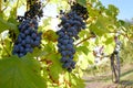 Red Wine grapes