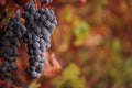 Red wine grapes on autumn vine Royalty Free Stock Photo