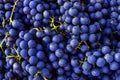 Red wine grapes background. Dark blue wine grapes Royalty Free Stock Photo