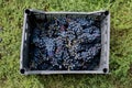 Grapes for wine in not very good condition. Royalty Free Stock Photo