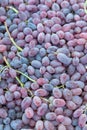 Red wine grapes background Royalty Free Stock Photo