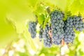 Red wine grapes Royalty Free Stock Photo