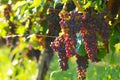 Red Wine Grapes