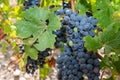 Red wine grapes on cordon at wineyard before harvest Royalty Free Stock Photo