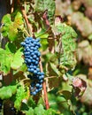 Red Wine Grapes of Cote Rotie Royalty Free Stock Photo