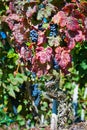 Red Wine Grapes of Cote Rotie Royalty Free Stock Photo