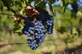 Red wine grapes detail