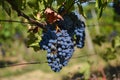 Red wine grapes detail