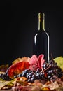 Red wine, grapes and dry vine leaves . Royalty Free Stock Photo