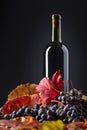 Red wine, grapes and dry vine leaves . Royalty Free Stock Photo