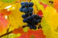 Red Wine Grapes on Grapevine in Fall Oregon USA Royalty Free Stock Photo