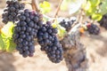 Red Wine Grapes Growing on Old Grapevine Royalty Free Stock Photo