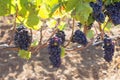 Red Wine Grapes Hanging on Grapevines Royalty Free Stock Photo