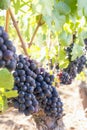 Red Wine Grapes Hanging on Grapevines Vertical Royalty Free Stock Photo