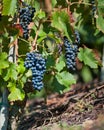 Red Wine Grapes for Harvest Royalty Free Stock Photo