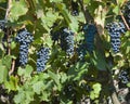 Red Wine Grapes for Harvest Royalty Free Stock Photo