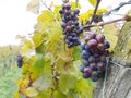 Red Wine grapes Pinot Noir Royalty Free Stock Photo