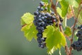 Red wine grapes plant, new harvest of black wine grape in sunny Royalty Free Stock Photo