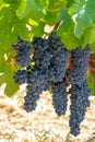 Red wine grapes plant, new harvest of black wine grape in sunny day Royalty Free Stock Photo